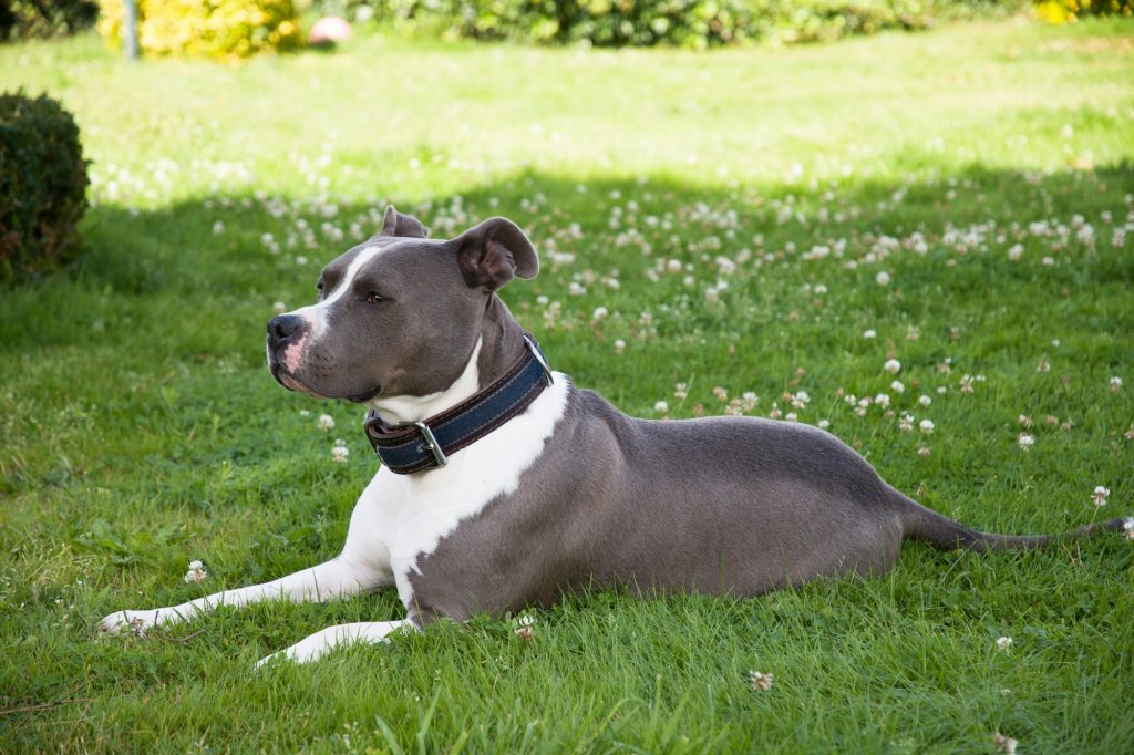 L'American Staffordshire Terrier