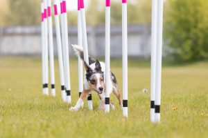 Ces 3 idées de jeux feront du bien à votre chien