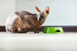 Les transitions alimentaires : gare aux désagréments digestifs chez mon chat d'intérieur