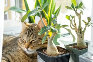 Voici 3 astuces pour éviter que votre chat ne mange vos plantes