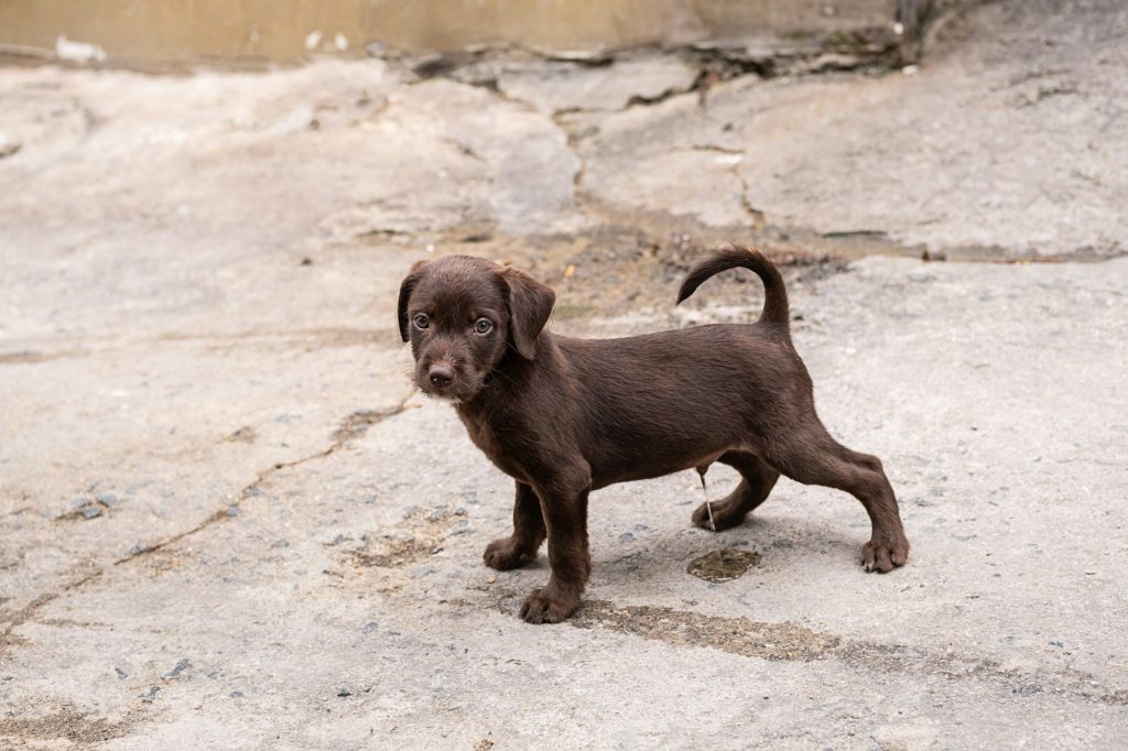 Analyse d'urine chez le chien