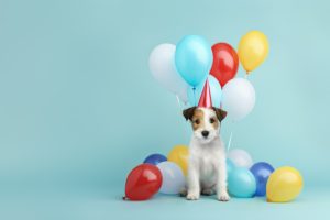 Les 4 dates à retenir quand on est passionné de chien