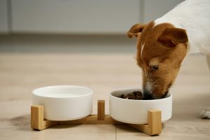 C'est la rentrée ! Voici nos 3 conseils pour redonner des bonnes habitudes alimentaires à son chien