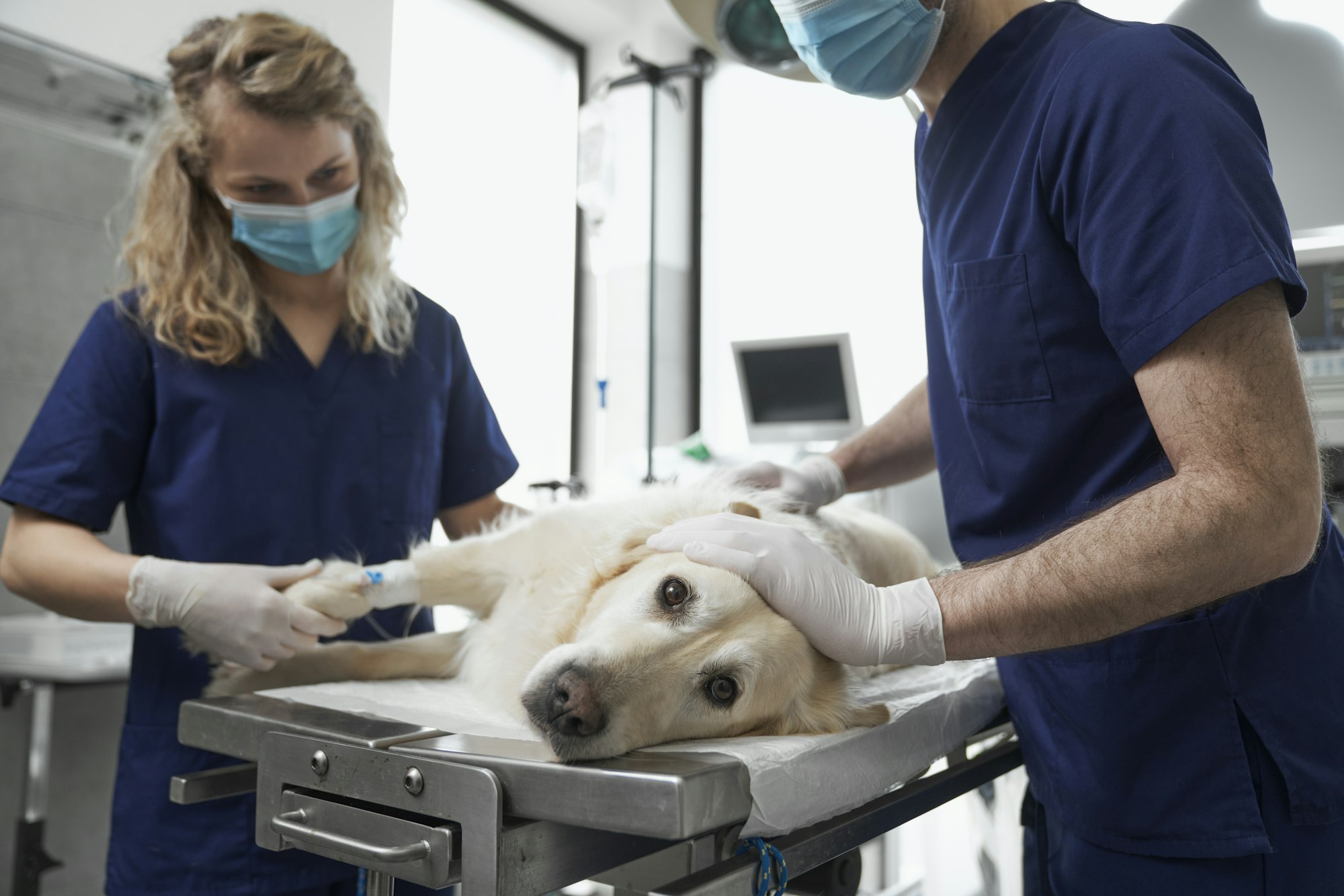 chol-cystectomie-chez-le-chien-causes-sympt-mes-traitements-goodflair