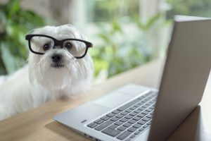 Voici les 3 critères principaux par lesquels on évalue l'intelligence d'un chien