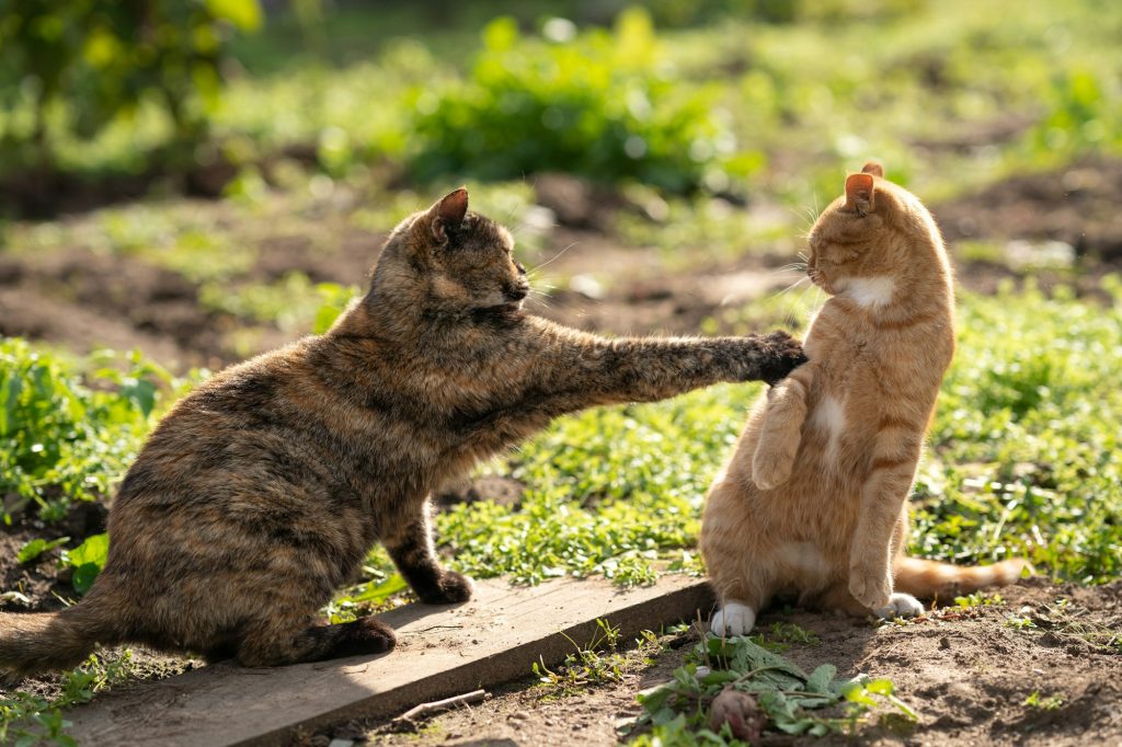 Mâle ou femelle ? 4 différences clés pour vous aider à choisir quel chat adopter