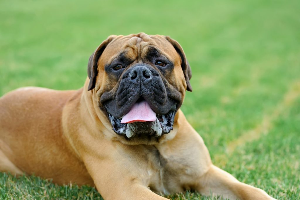 Le Mastiff Anglais : une force impressionnante