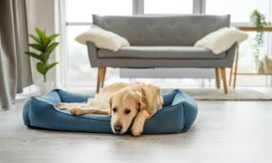 Les 3 étapes à suivre pour bien nettoyer le panier de mon chien