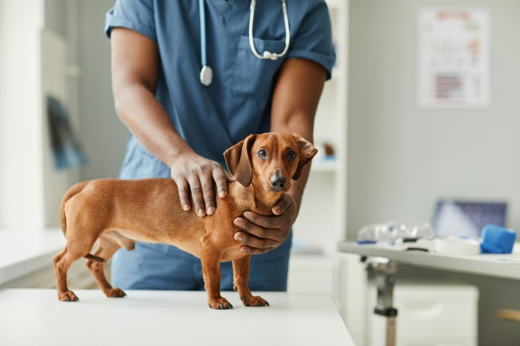 Consultation généraliste chez le chien