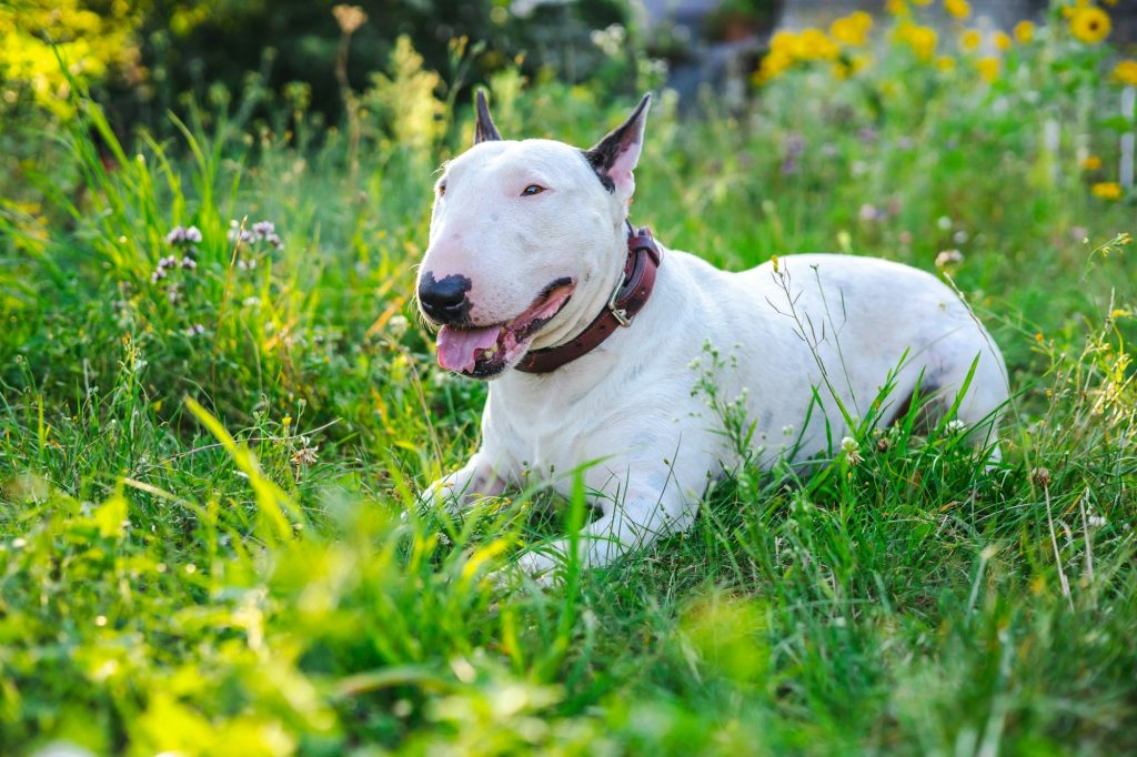 Le Bull Terrier : muscles et endurance