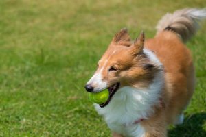 Gastrotomie chez le chien