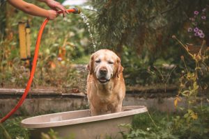 Les grosses chaleurs chez le chien : comment prévenir les risques ?