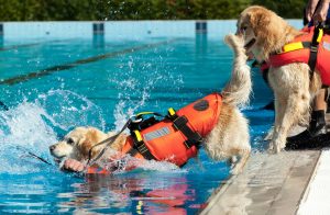 Mon chien adore l'eau : gare aux accidents de baignade !