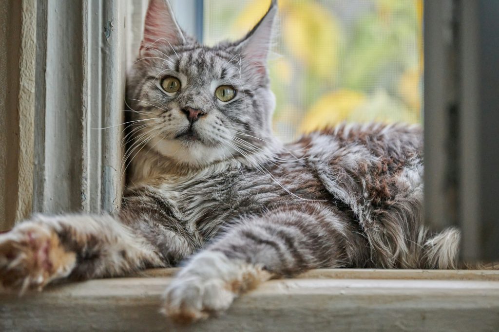 Le Maine Coon : un doux géant félin