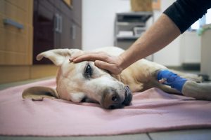 C'est la journée mondiale des premiers secours. Connaissez-vous les gestes qui pourraient sauver votre chien ?