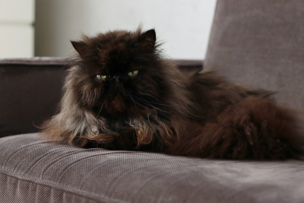 Persian cat sitting on the couch.