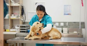 Néphrectomie chez le chien