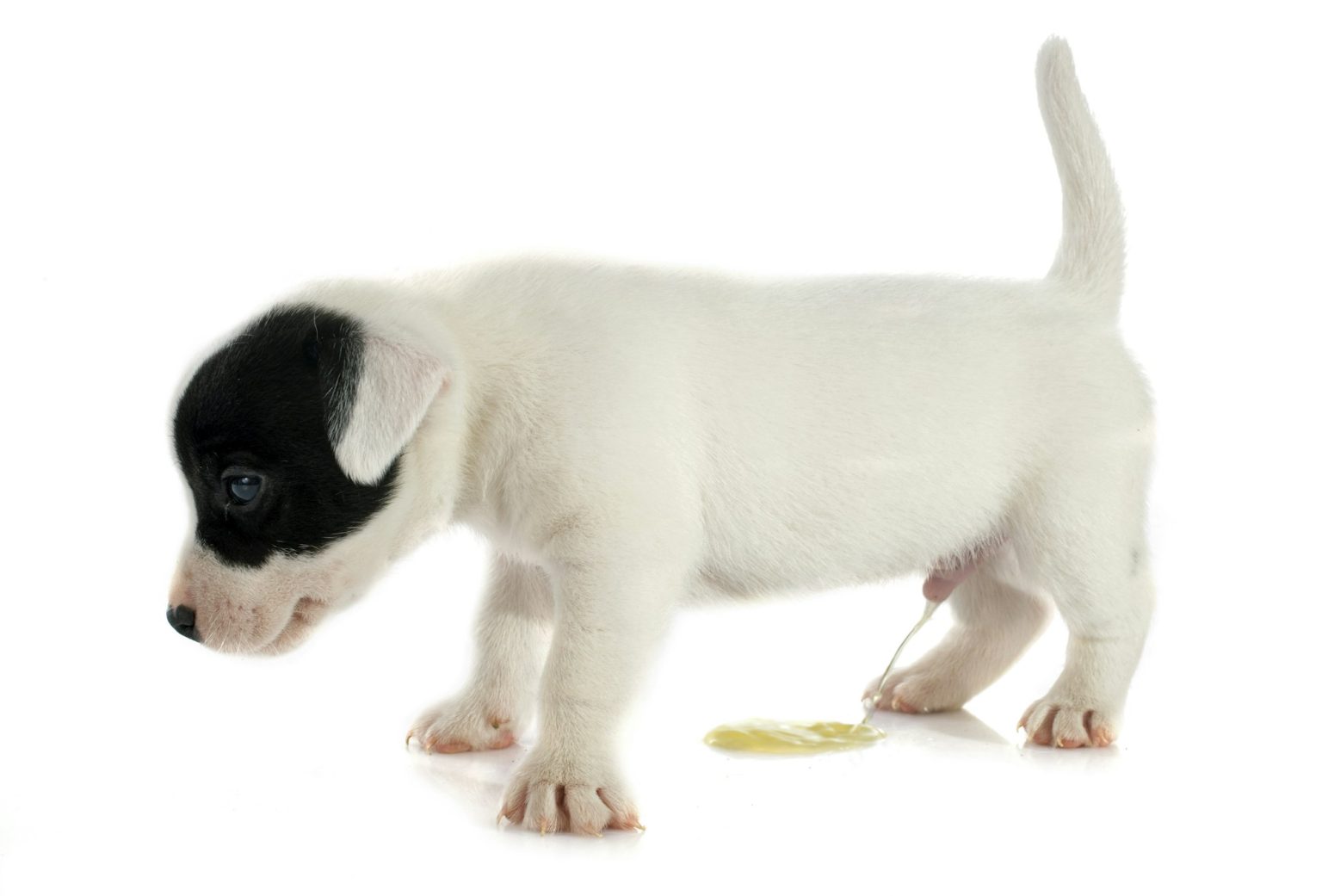 ovario-hyst-rectomie-chez-le-chien-causes-sympt-mes-traitements