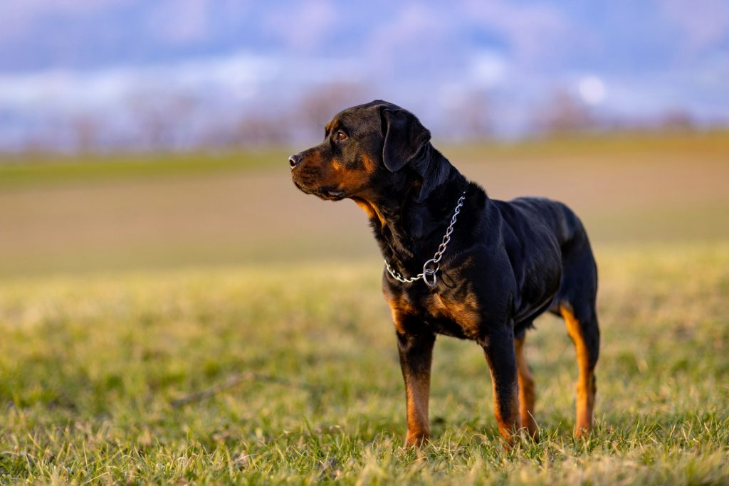 Le Rottweiler : puissance et agilité