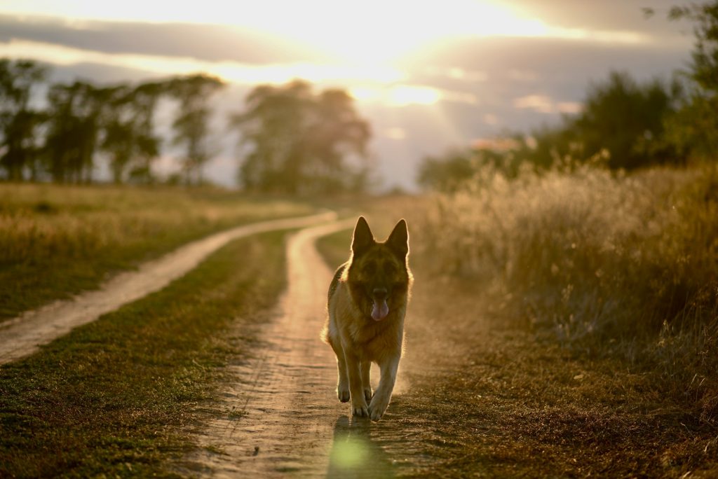 Le chien explorateur : les risques liés aux fugues à la belle saison