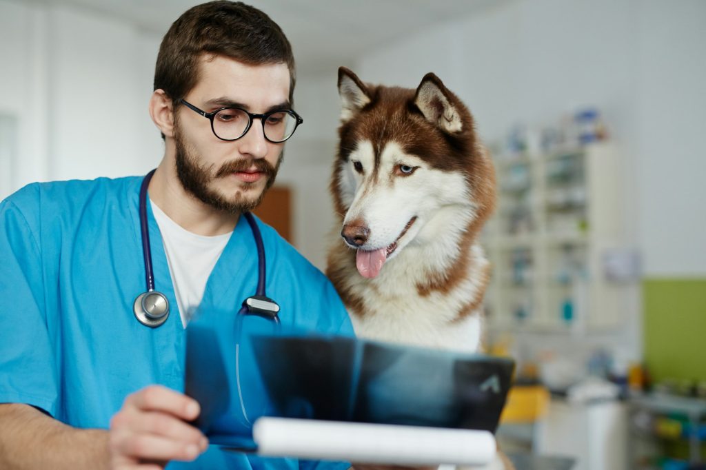 Lobectomie pulmonaire chez le chien