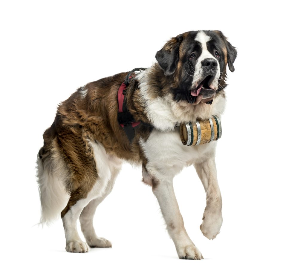 St. Bernard dog walking with a barrel (14 months old), isolated on white