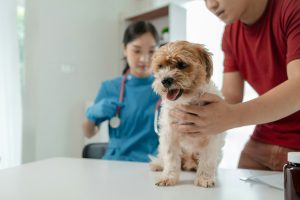 Pose de drain thoracique chez le chien