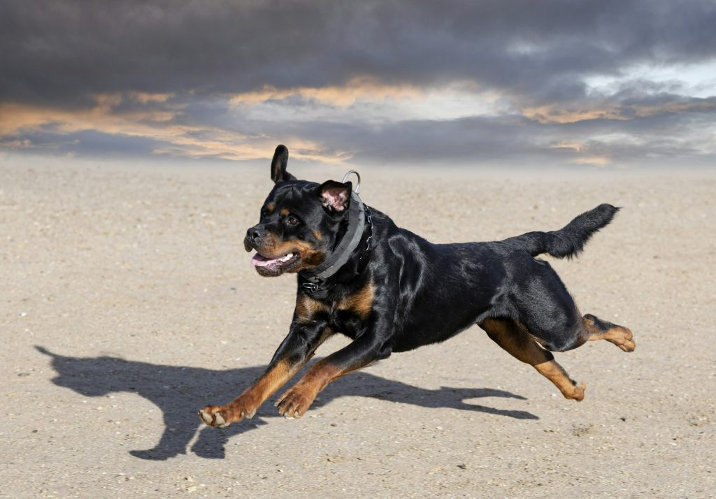 Triple ostéotomie tibiale chez le chien