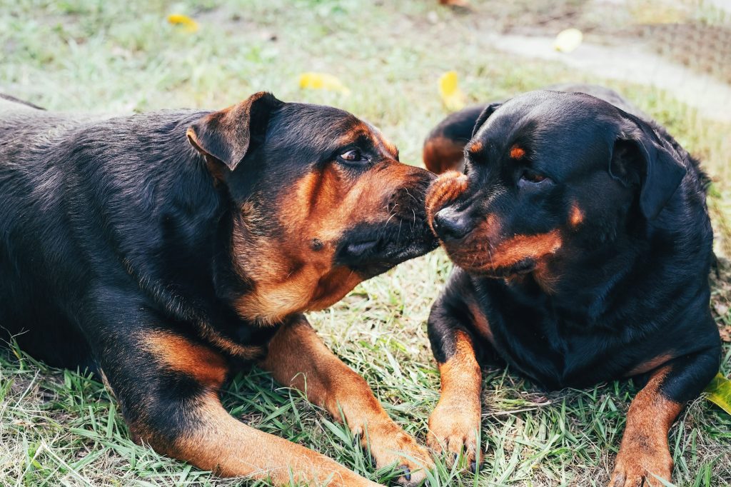 Les 4 races de chiens les plus musculeuses