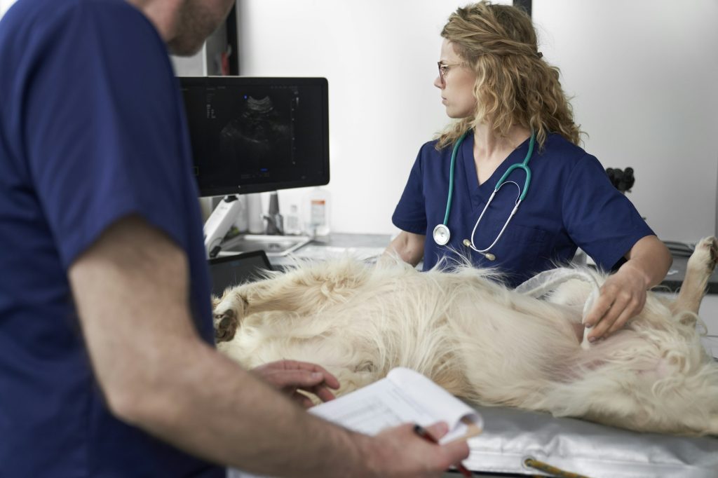 Biopsie échoguidée chez le chien