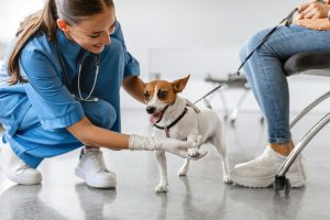 Consultation d'orthopédie chez le chien