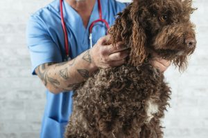 Thyroïdectomie chez le chien