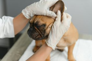 Abaissement du conduit auditif externe chez le chien