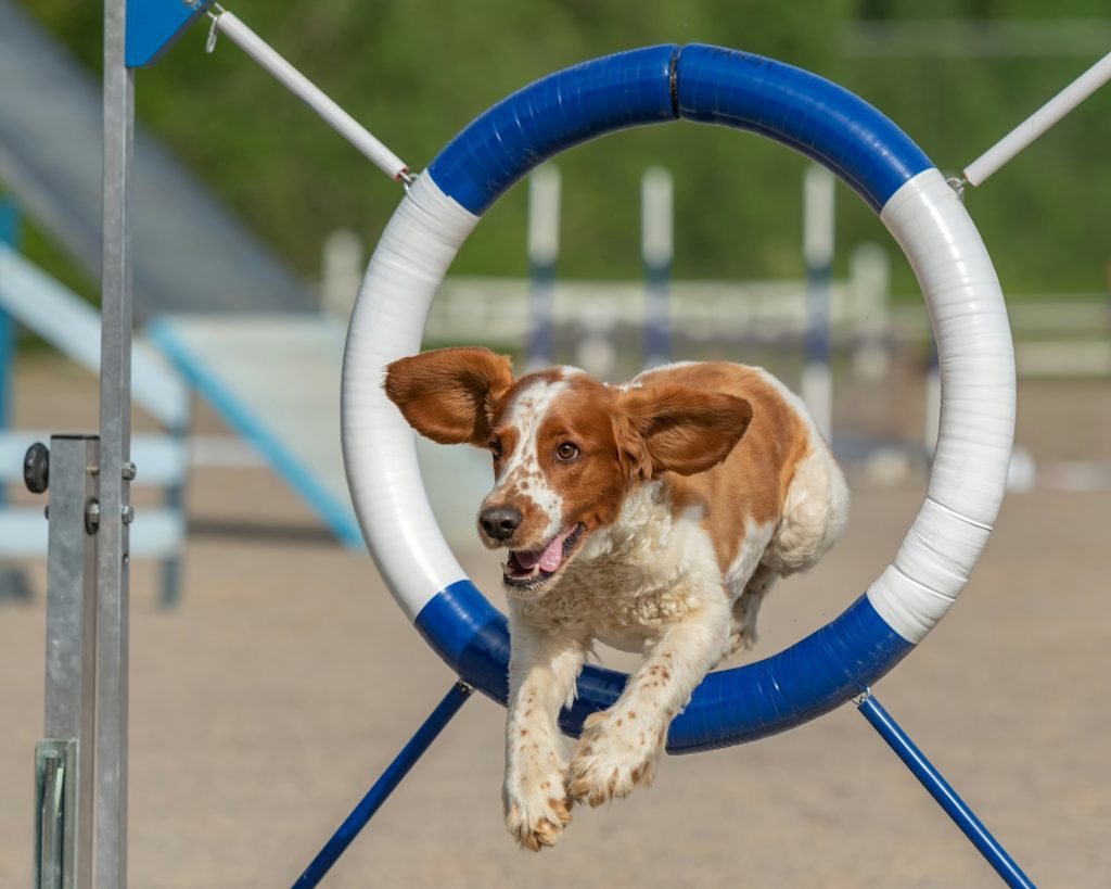 Voici 4 activités que vous pouvez partager avec votre chien pour cette nouvelle année scolaire