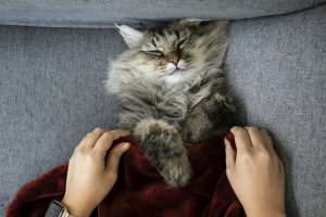 4 façons de donner de l’amour à son chat d'intérieur