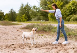 Les 4 ordres qu'il faut avoir appris à son chien avant de le laisser courir librement en nature