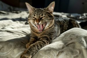 Mauvaise haleine chez le chat : anecdotique, ou plus grave que ça ?