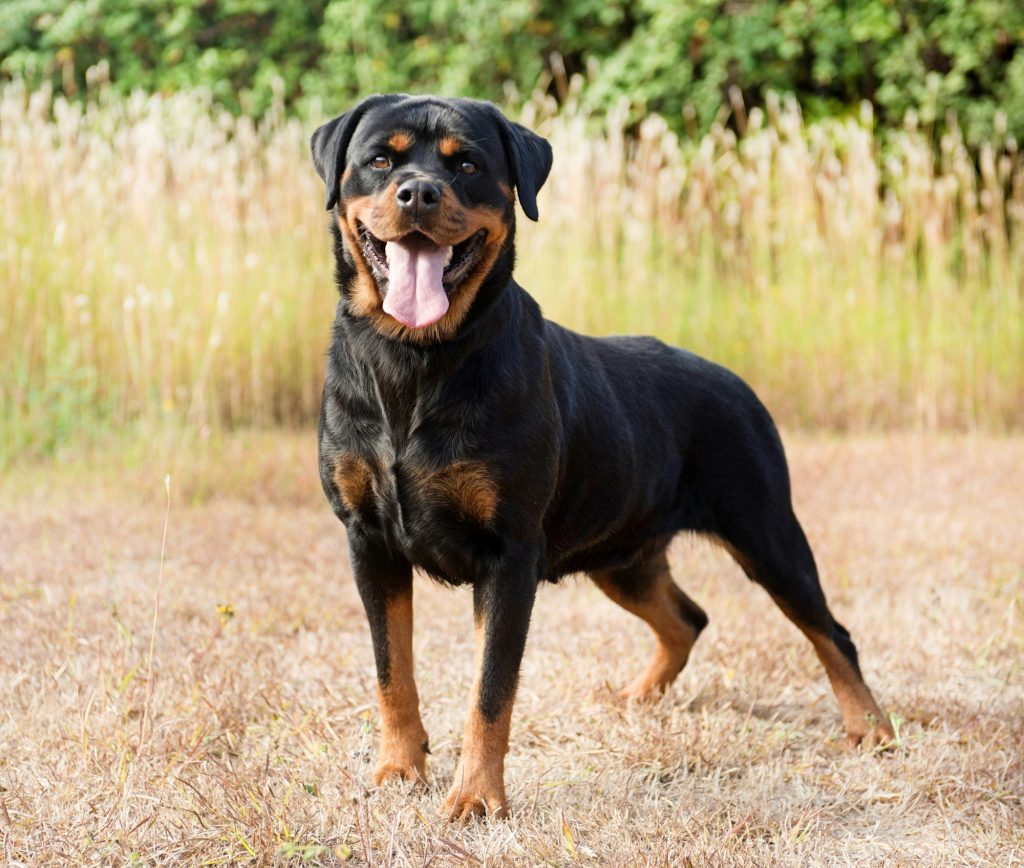 Le Rottweiler