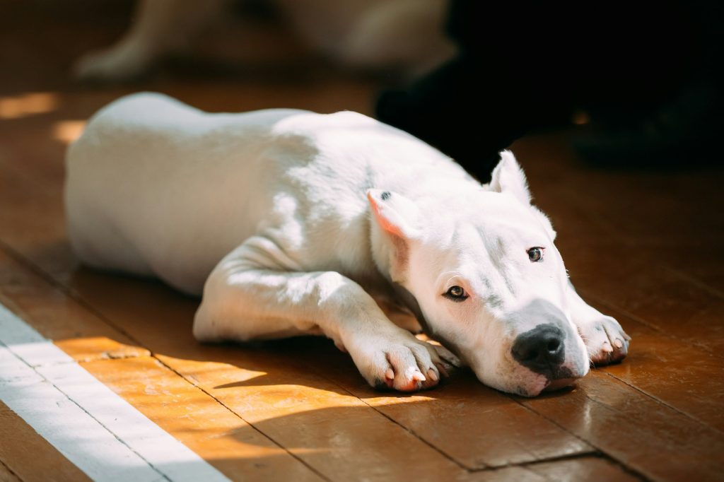 Le Dogue Argentin : robustesse et énergie
