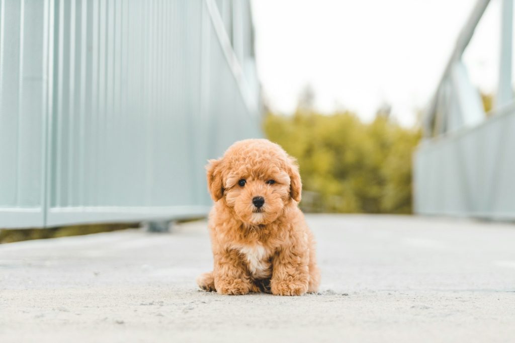 Agenda de visites chez le vétérinaire pour un chiot en pleine santé