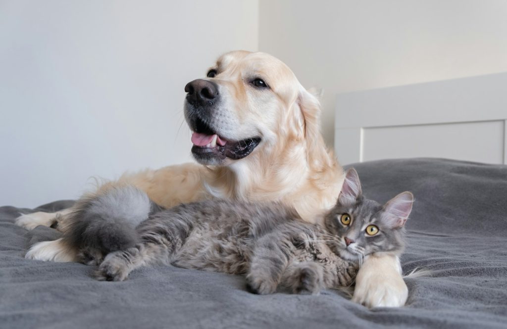 Ces 4 races de chien font bon ménage avec les chats