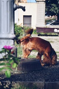 Aïe ! Mon chien marque son territoire en intérieur. Comment gérer ce désagrément ?