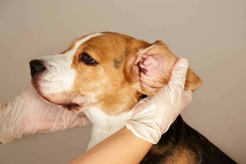 Trépanation des bulles tympaniques chez le chien