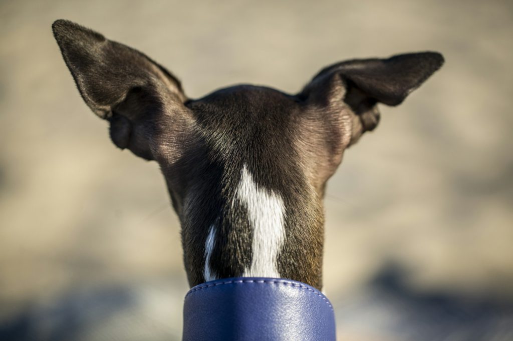 Il n'y a pas que le flair dans la vie : les chiens ont une ouïe sur-développée