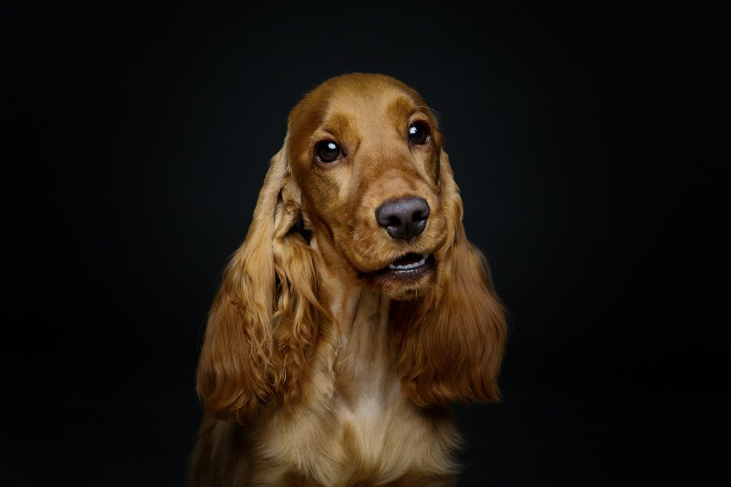 Le Cocker Spaniel : affectueux et calme