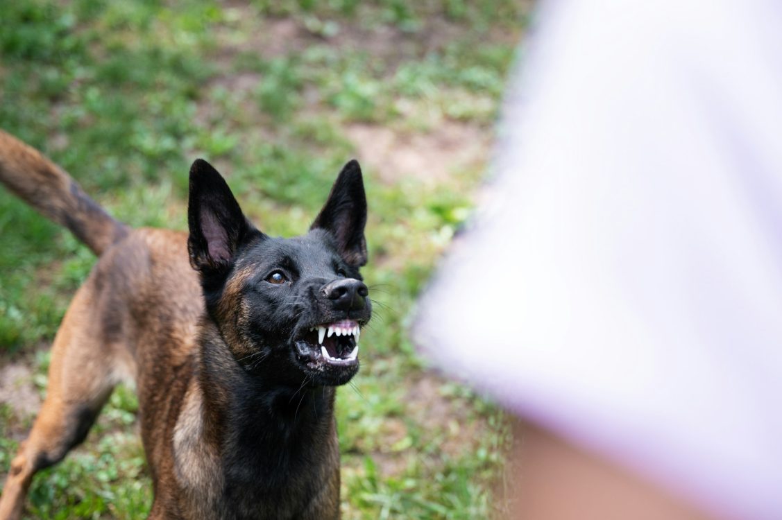 Journée mondiale contre la rage : voici 3 signes cliniques d'un chien ...