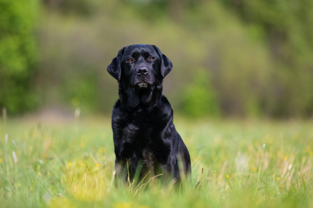 Le Labrador Retriever : la douceur incarnée