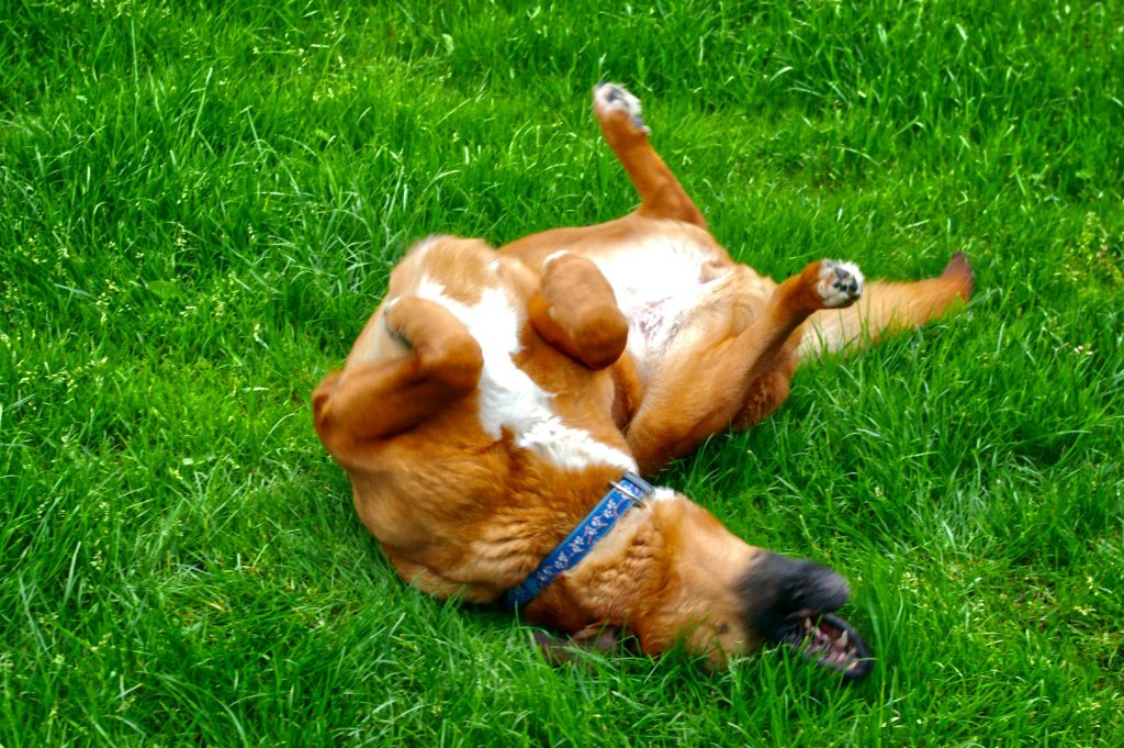 Mais pourquoi diable mon chien se roule-t-il dans les charognes et les crottes pendant ses balades ?