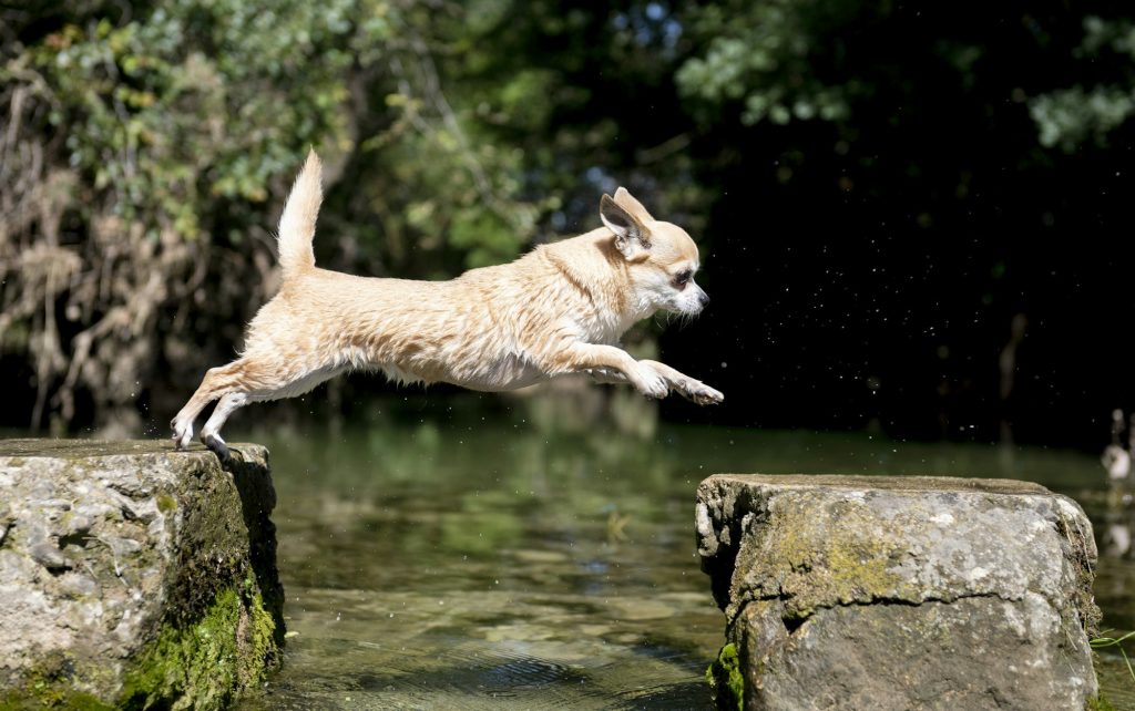 Ligamentoplastie chez le chien