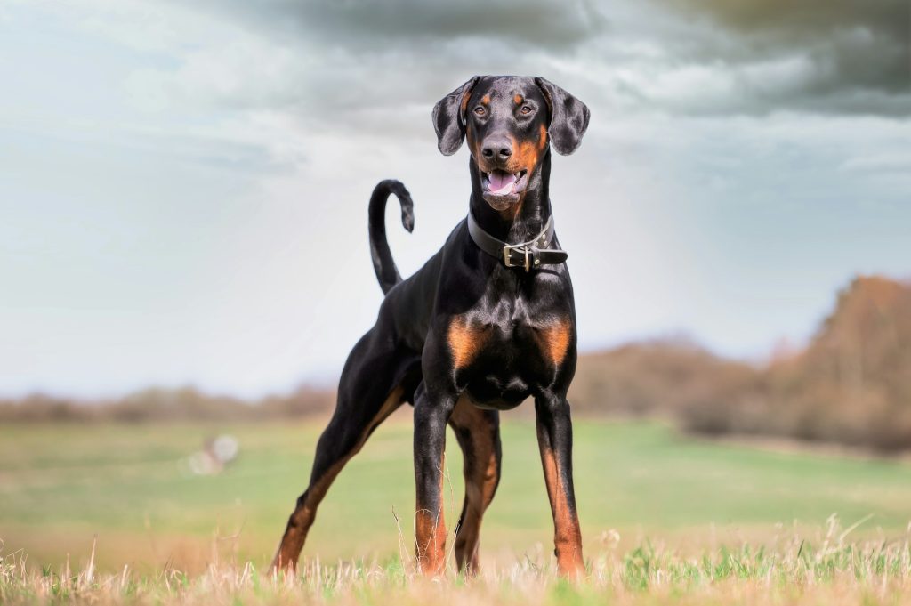 Le Doberman : l'élégance de la bravoure